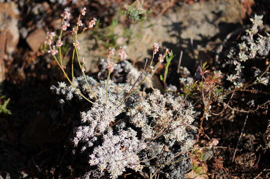 Imagem de Eriogonum wrightii Torr. ex Benth.