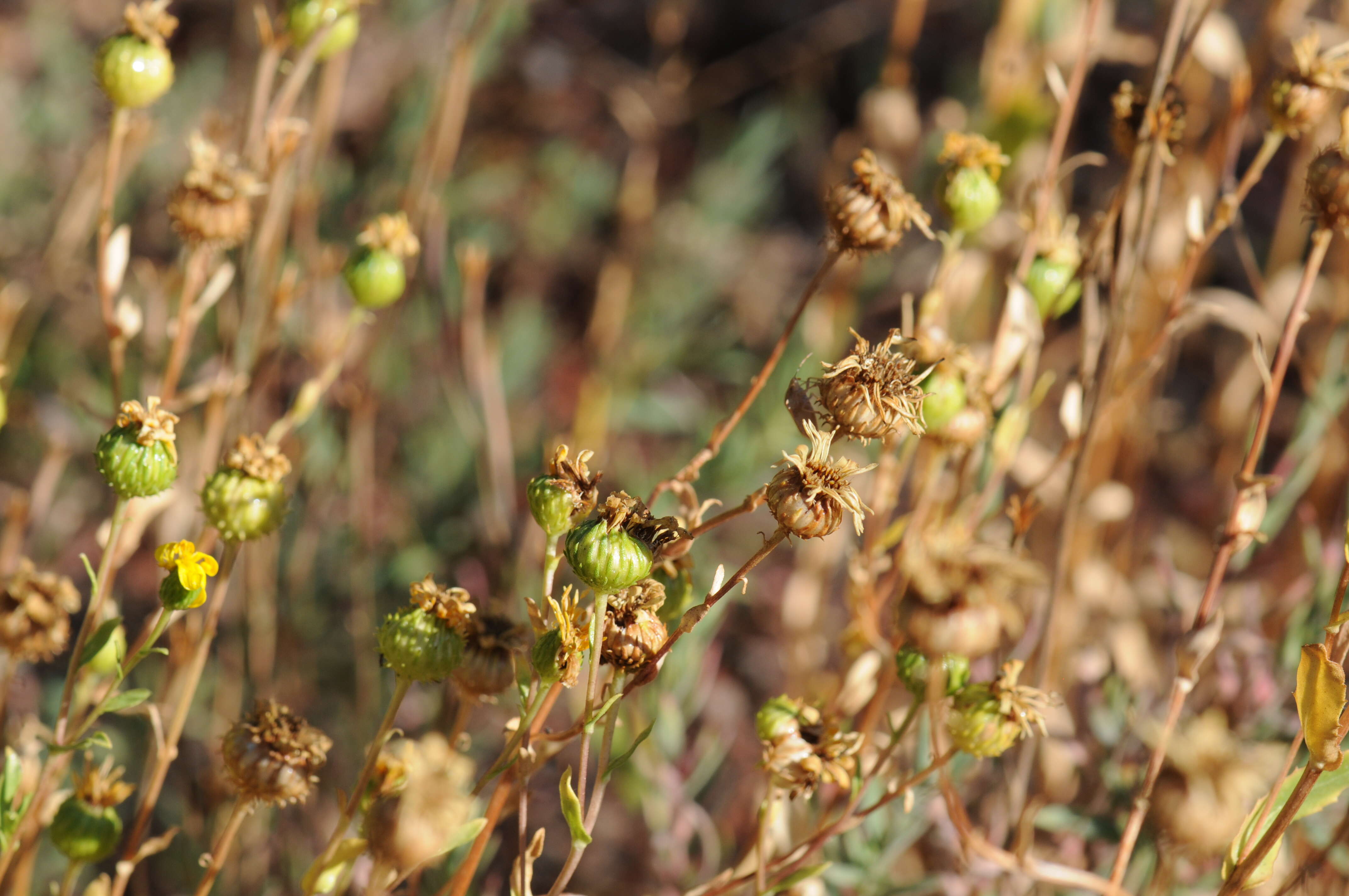 Grindelia nana resmi