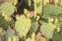 Image of Brownspine Pricklypear