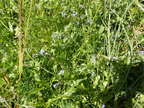 Слика од Myosotis arvensis (L.) Hill