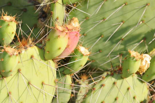 Image of Brownspine Pricklypear