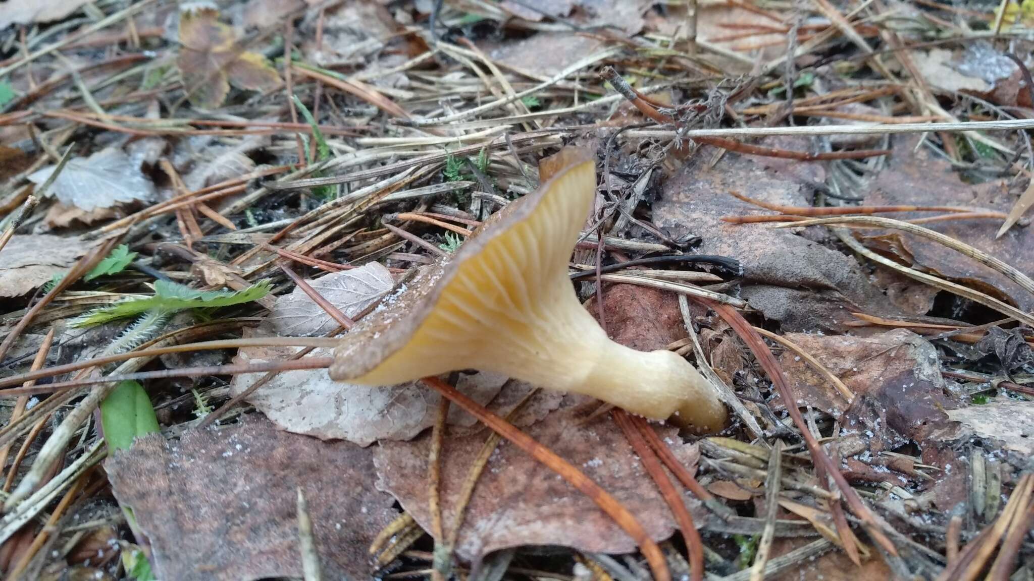 Слика од Hygrophorus hypothejus (Fr.) Fr. 1838