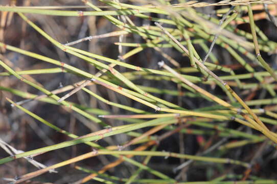 Image of American Ephedra