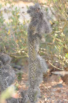 Image of Wiggins' cholla