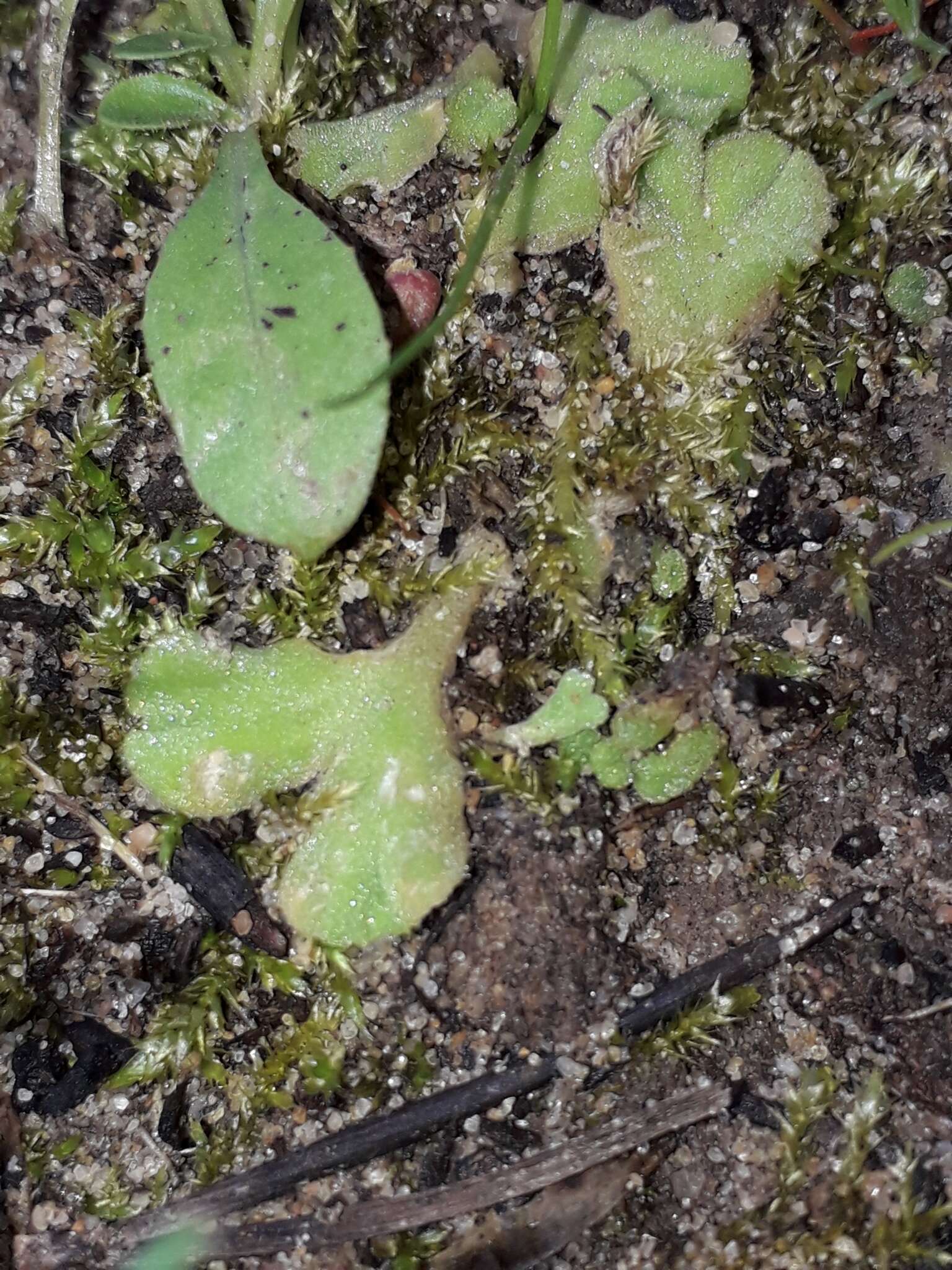 Image of Riccia gougetiana Durieu & Mont.