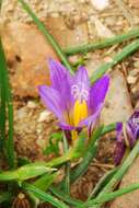 Image of crocus-leaved ROMULEA