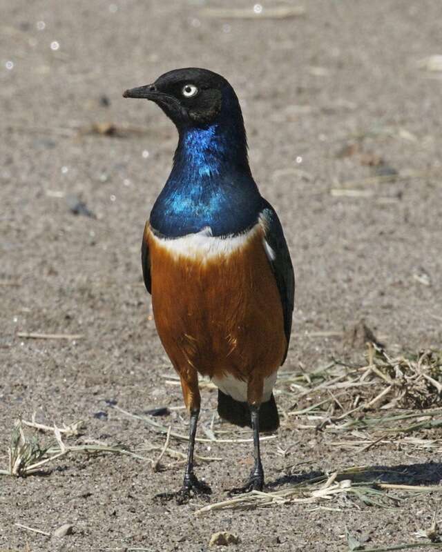 Image of Superb Starling