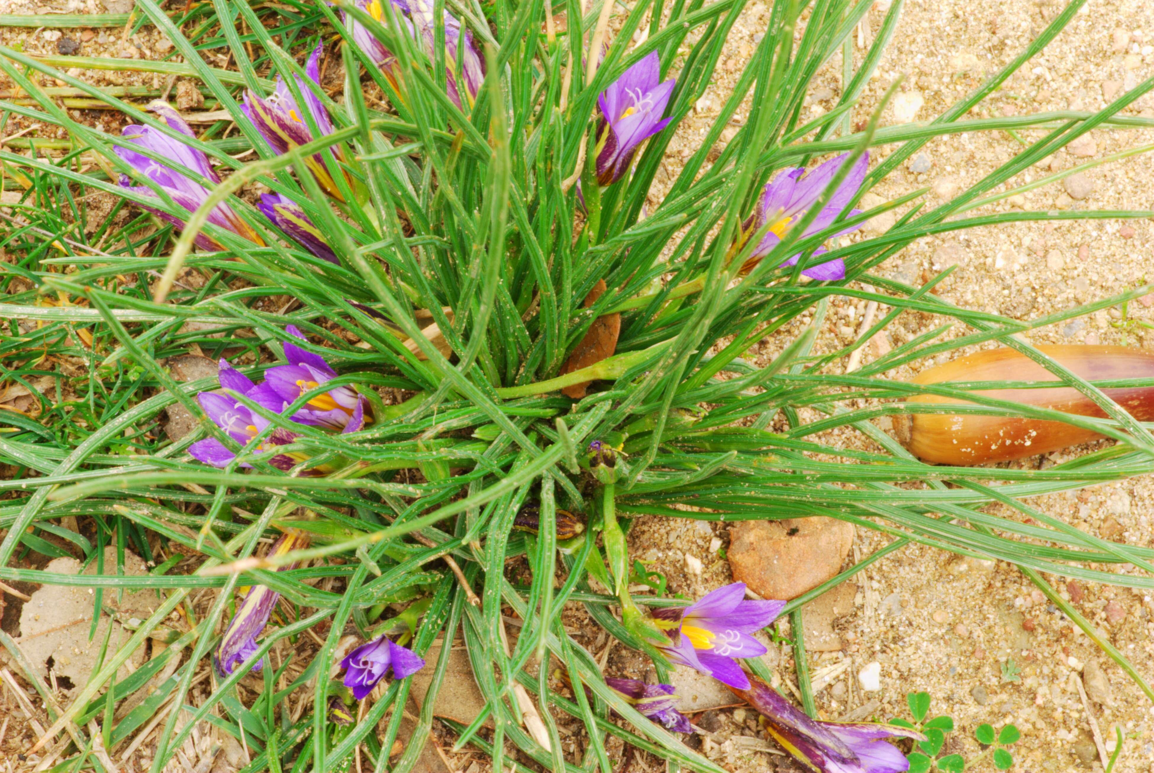 Image of crocus-leaved ROMULEA