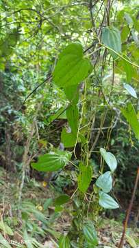 Image of Dioscorea seriflora Jum. & H. Perrier