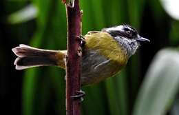 Image of Sooty-capped Bush Tanager