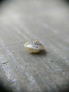 Image of girdled snail