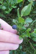 Image of bilberry