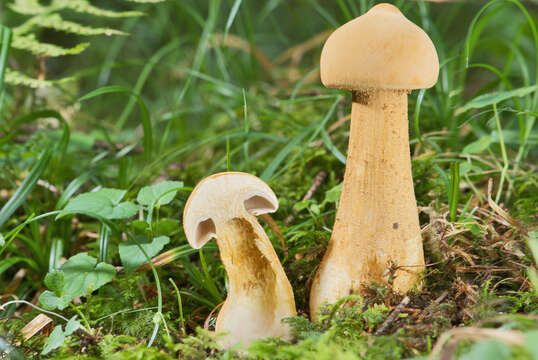 Image of Phaeolepiota