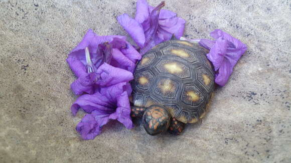 Image of Red-footed Tortoise