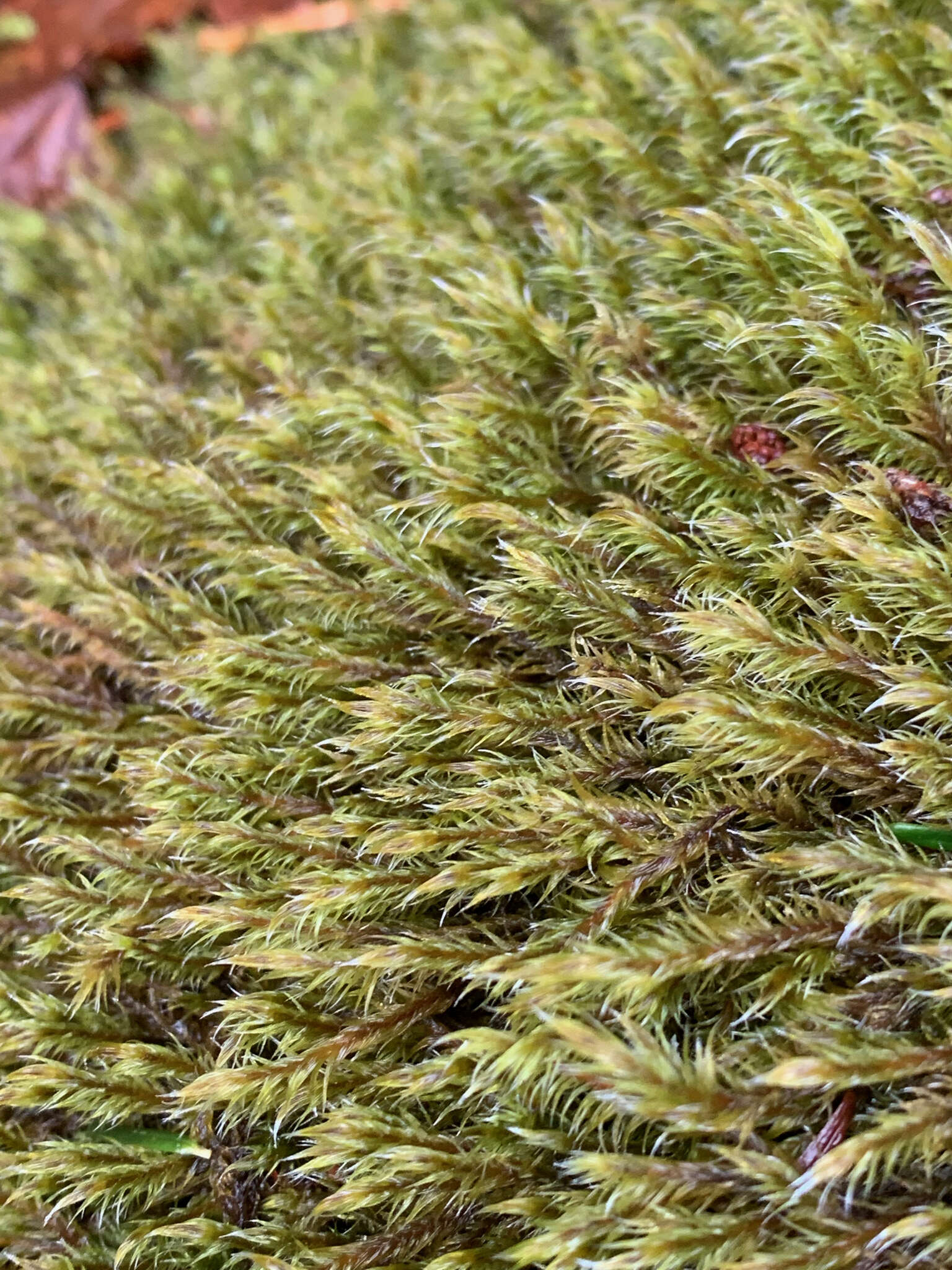 Image of Lawton's racomitrium moss