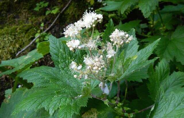 Plancia ëd Filipendula occidentalis (S. Wats.) T. J. Howell