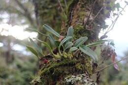 Bulbophyllum pectinatum Finet的圖片