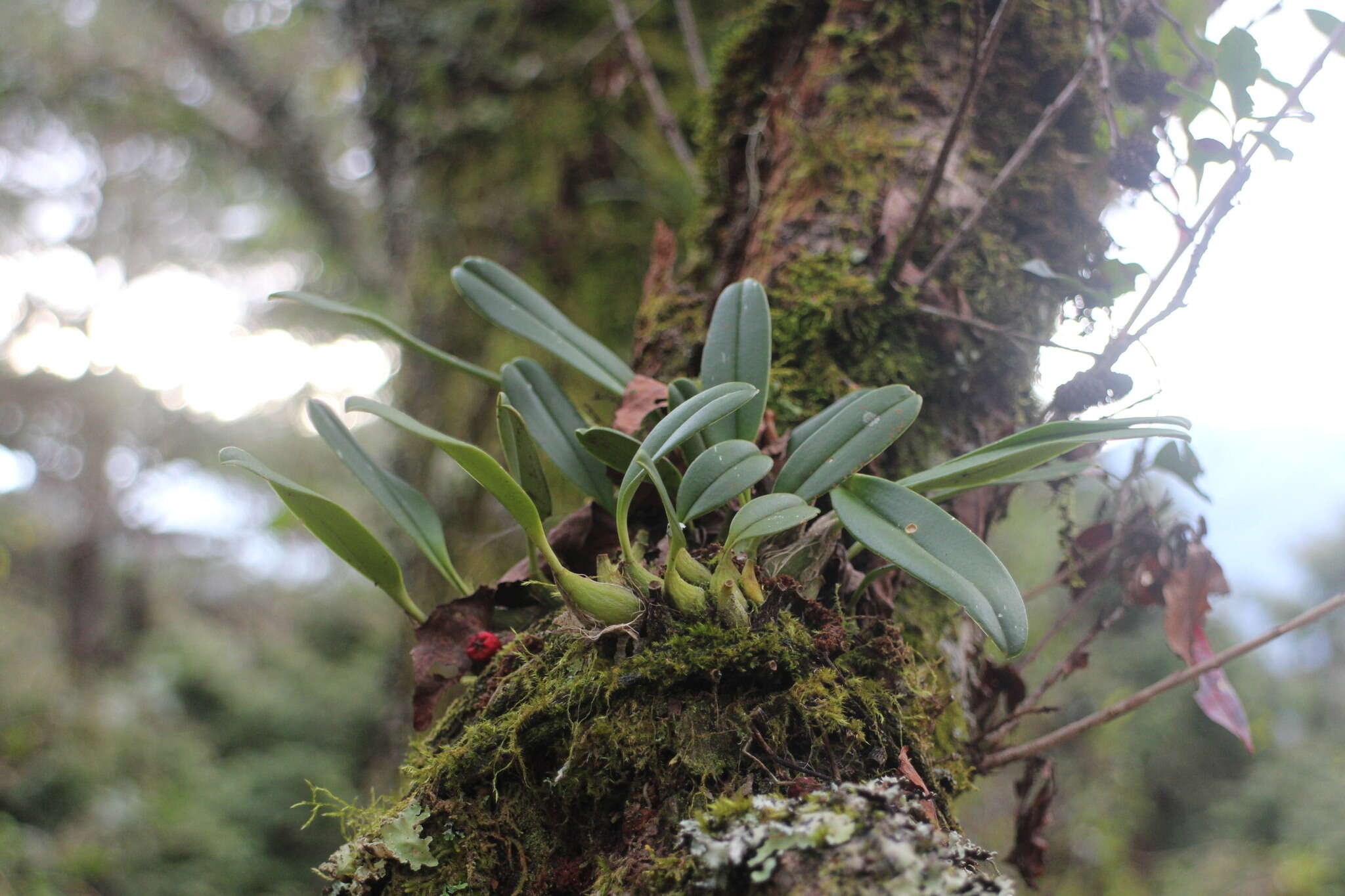 Bulbophyllum pectinatum Finet的圖片