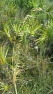 Image of Lopsided Indian Grass