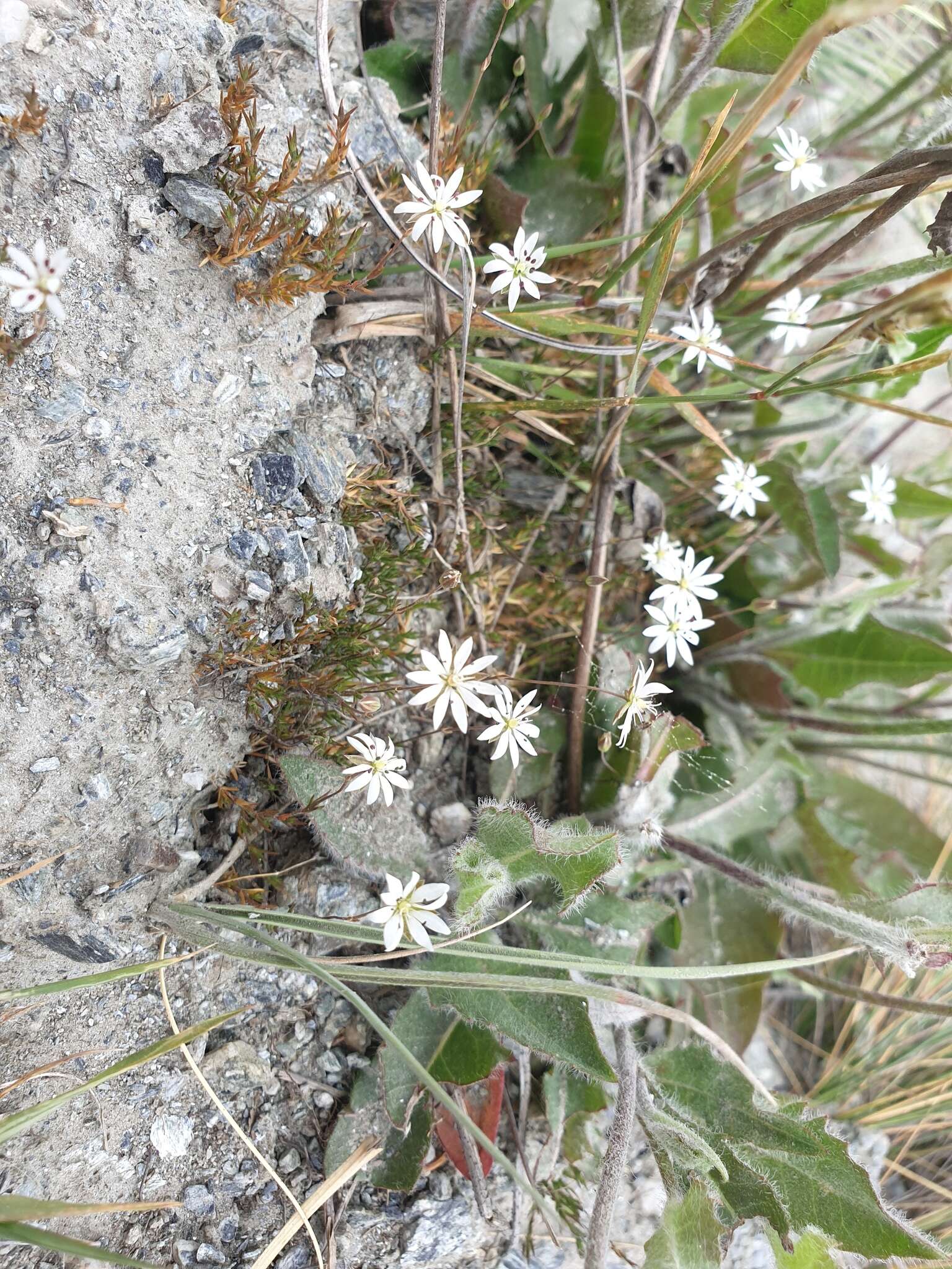 Imagem de Stellaria gracilenta Hook. fil.