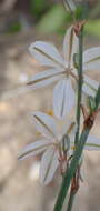 Image of Chlorophytum crispum (Thunb.) Baker