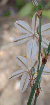 Image of Chlorophytum crispum (Thunb.) Baker