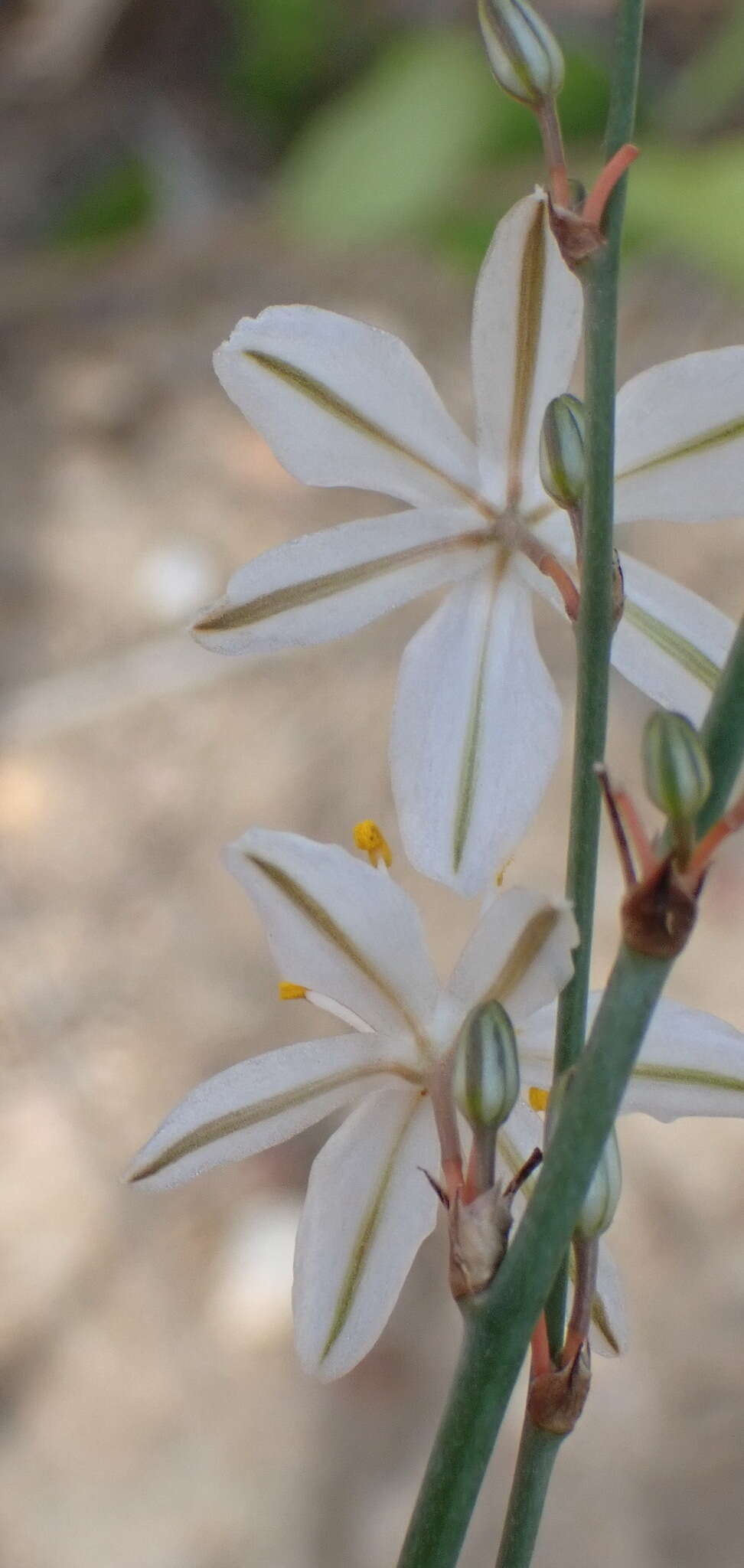 Image of Chlorophytum crispum (Thunb.) Baker