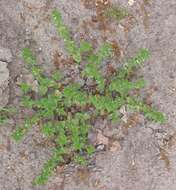 Image of common speedwell