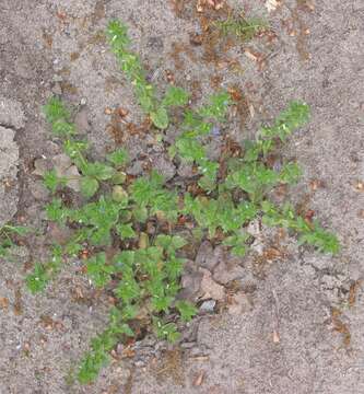 Image of common speedwell