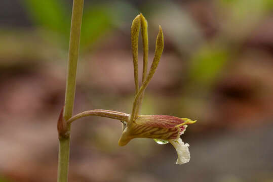 Image of Eulophia longisepala Rendle