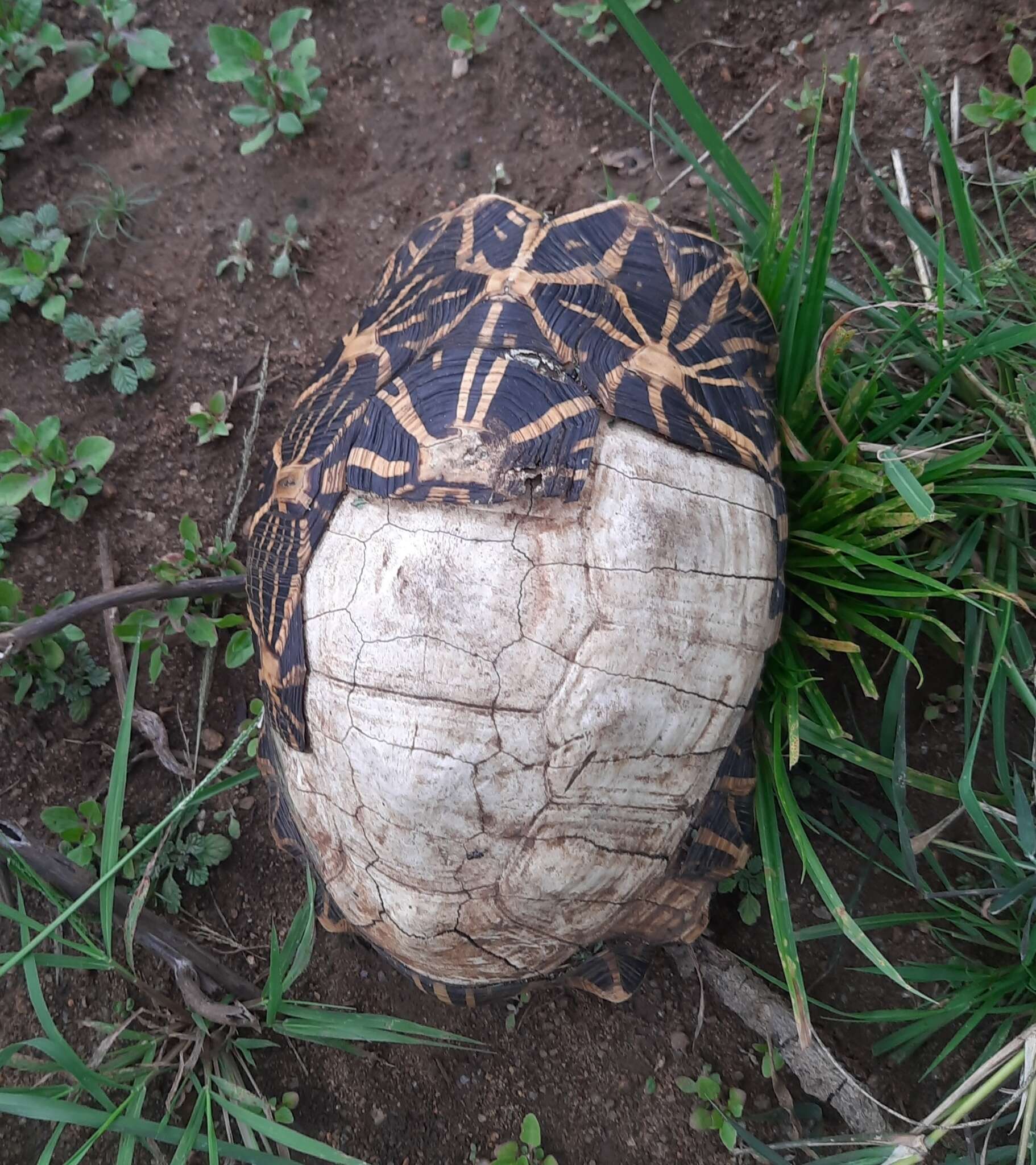 Image of Typical Tortoises