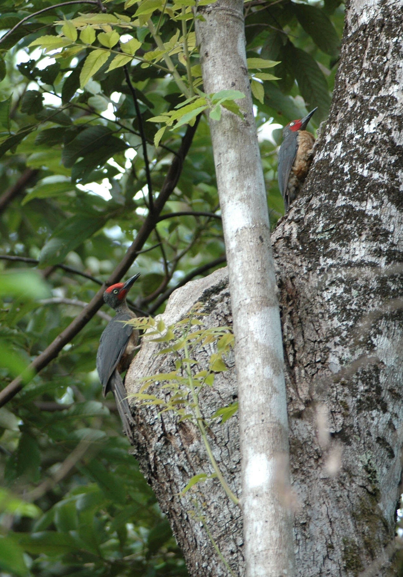 Image of Ashy Woodpecker