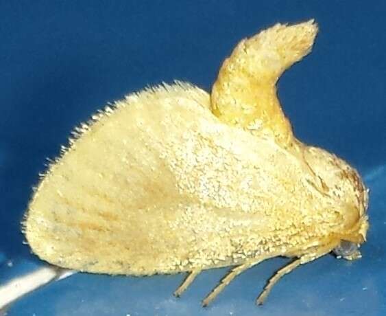 Image of Warm-chevroned Moth