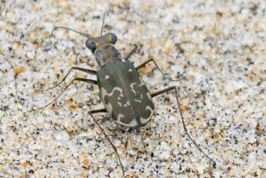 Plancia ëd Cicindela (Cicindelidia) trifasciata sigmoidea Le Conte 1851