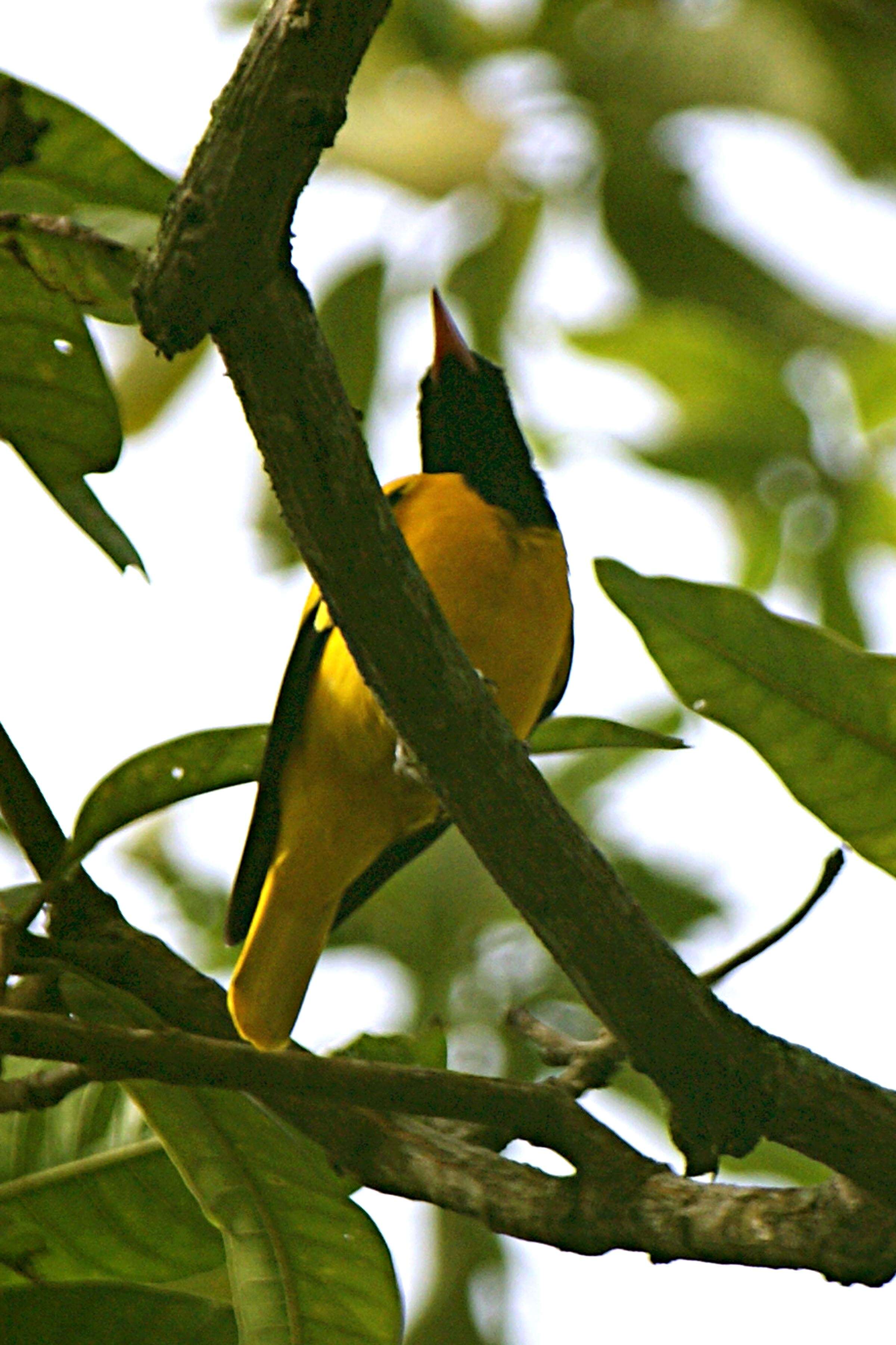 Image of Black-hooded Oriole