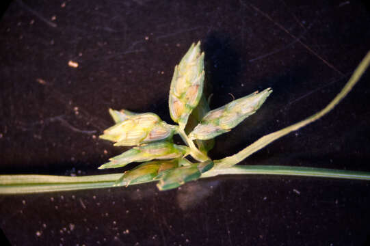 Image of Peduncled Spike Sedge