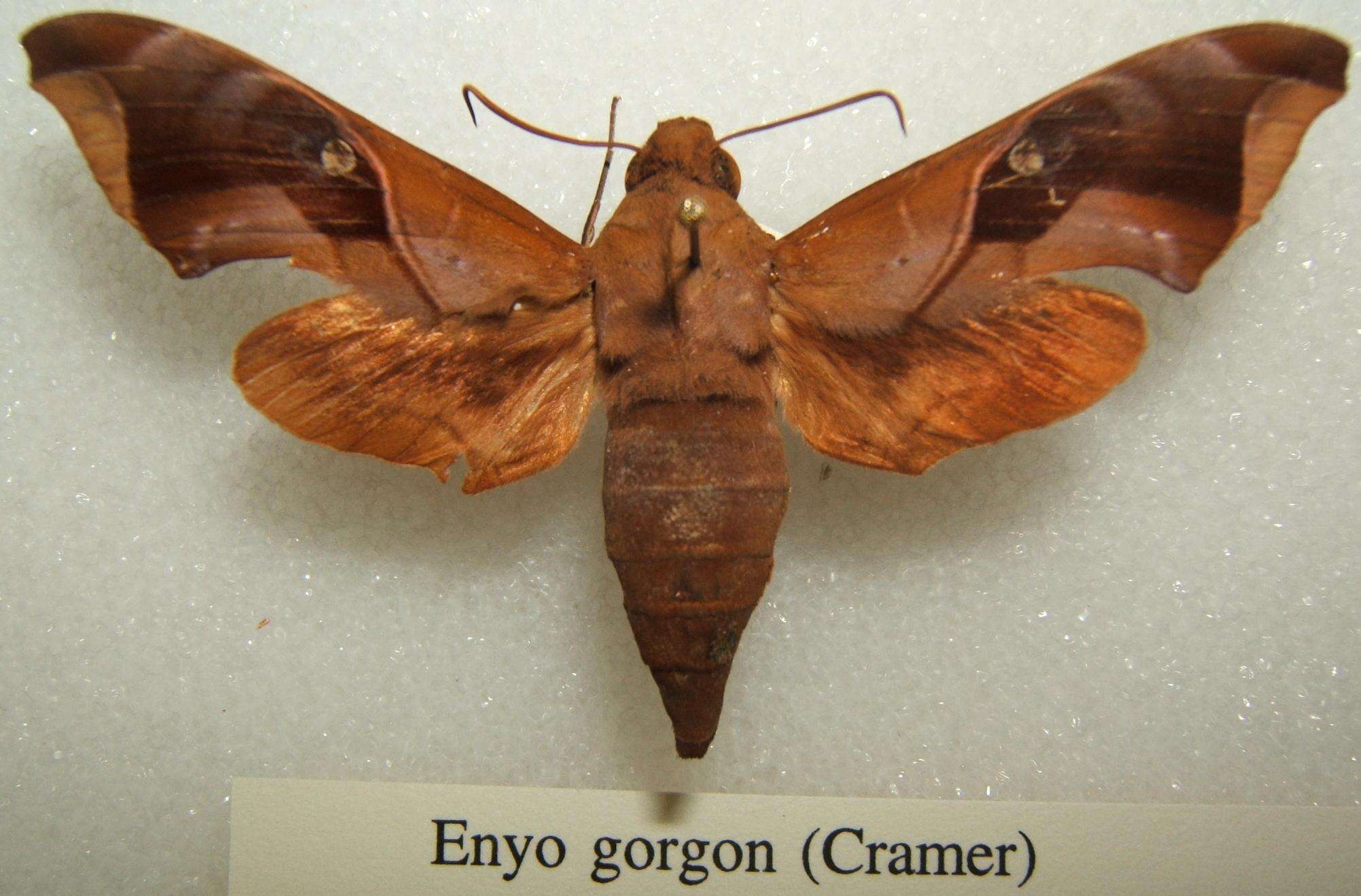 Image of Enyo gorgon (Cramer 1777)