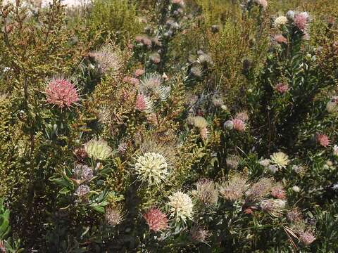 Plancia ëd Leucospermum heterophyllum (Thunb.) Rourke