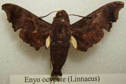 Image de Enyo ocypete (Linnaeus 1758)