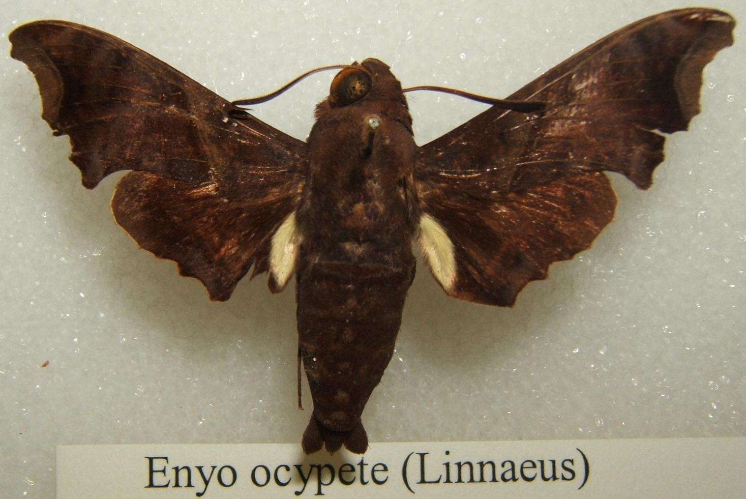 Image of Enyo ocypete (Linnaeus 1758)