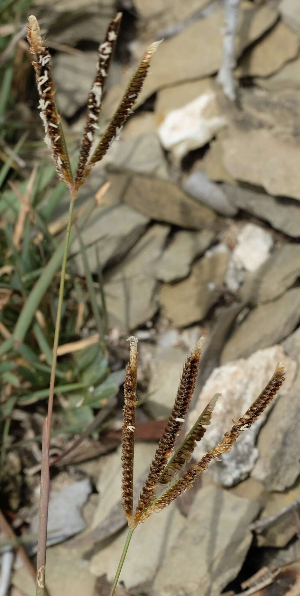 Image of Fan grass