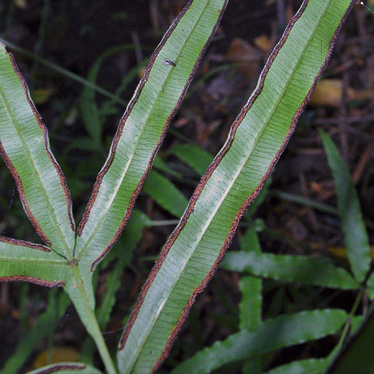 Plancia ëd Pteris cretica L.