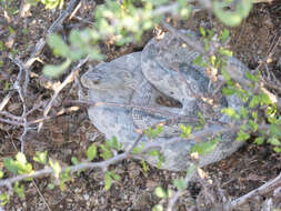 Image of Santa Catalina Island Rattlesnake