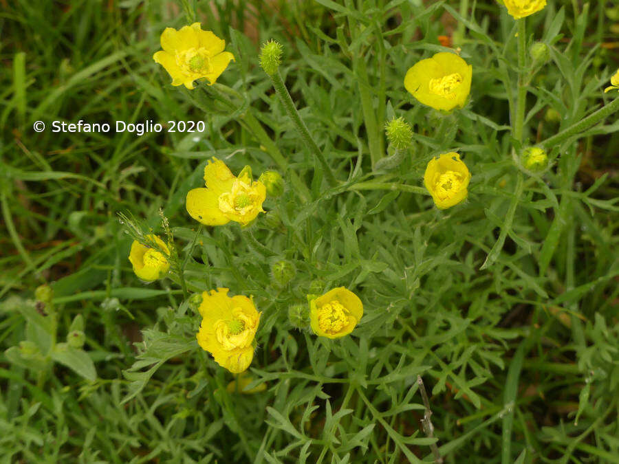 Imagem de Ranunculus millefolius Banks & Solander