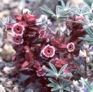 Image of Monkey Flower