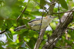 Image of Large-billed Antwren