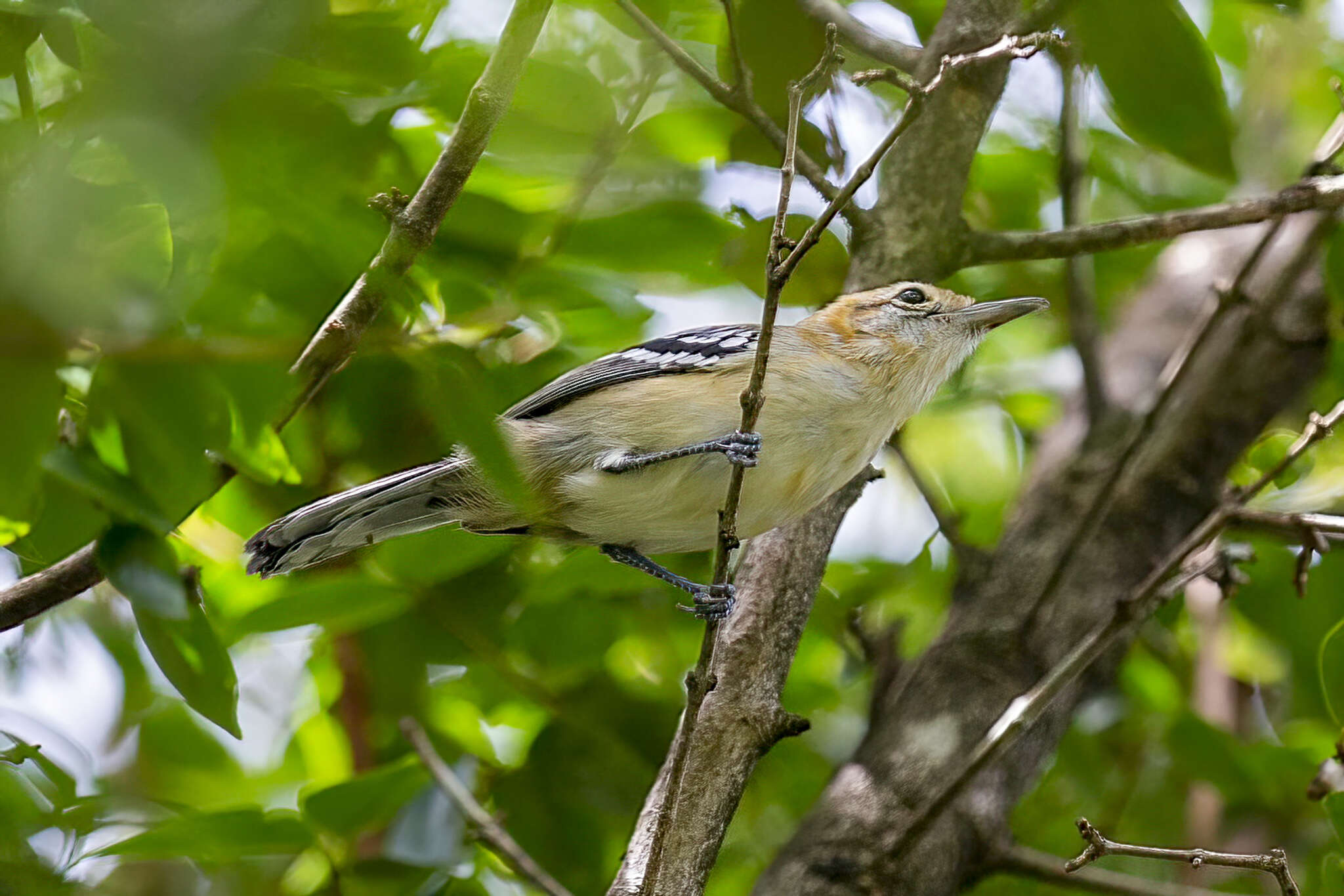 Слика од Herpsilochmus longirostris Pelzeln 1868