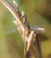 Image of Chalcolestes Kennedy 1920