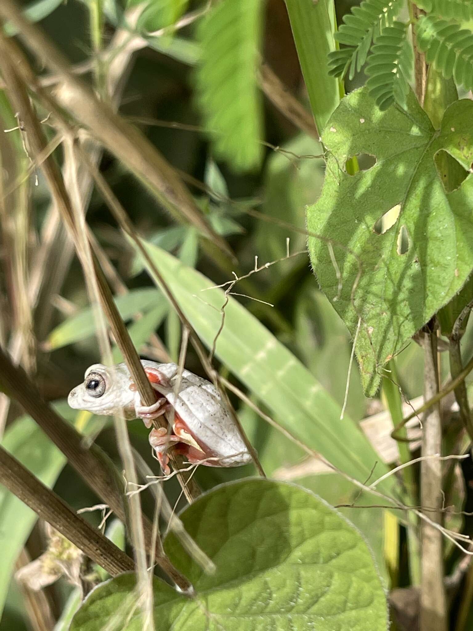 Image of Balfour's Reed Frog