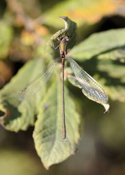 Image of Chalcolestes Kennedy 1920